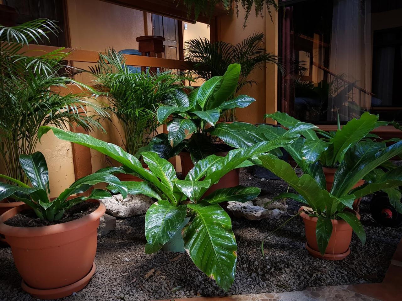 Greemount Hotel Monteverde Exterior photo